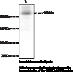 Cayman Chemical&nbsp;MAP2bovIn Monclonal ntI 100uL