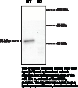Cayman Chemical&nbsp;GABAA RECPTR a1 SubunItN 100uL