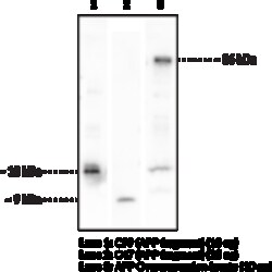 Cayman Chemical&nbsp;APPC99 FragmentC-Term P 500uL