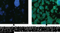 Cayman Chemical&nbsp;ATG5 MoncLNal ANTIBDYClo 100ug