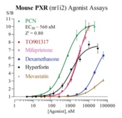Cayman Chemical Mouse Pregn X Receptr Rep 3x32