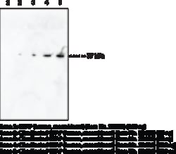 Cayman Chemical CItrulInATd GFAPR416 Mon 300ug