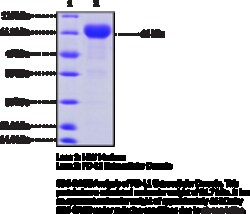Cayman Chemical&nbsp;PDL1 EXrAClular DomaInh 100ug