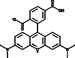 Cayman Chemical&nbsp;6CarytetramthylrhodamIn 10mg