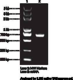 Cayman Chemical Firefly Luciferase mRNA  Cap-
