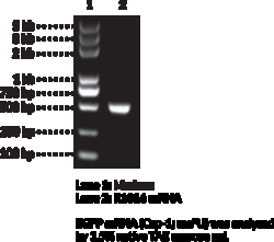 Cayman Chemical EGFP mRNACap-1mo5U 100ug