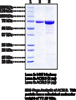 Cayman Chemical ACSL3humnrecombIntaa 20ug