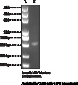 Cayman Chemical mCherry mRNACap-15mCTPψ 1mg