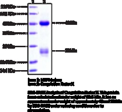 Cayman Chemical&nbsp;CoagulatIon Factr Xhumn50ug