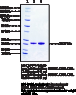 Cayman Chemical K-Ras Isoform BG12CC51S100ug