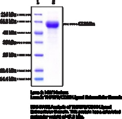 Cayman Chemical TNFSF8CD30 LIgnd EXrAClu 200ug