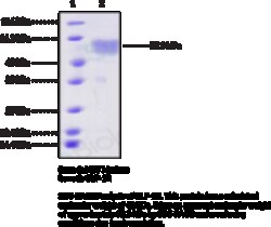 Cayman Chemical&nbsp;GLP-1RhumnrecombInta 1mg