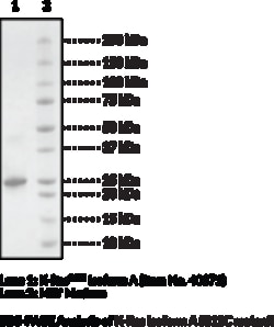 Cayman Chemical K-Ras Isoform AG12C mutnt100ug, Quantity: Each of 1
