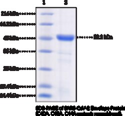 Cayman Chemical SARS-CoV-2 Envelope Protein