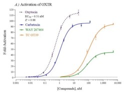 Cayman Chemical&nbsp;Humn OxytocIn RECPTR Repor 384