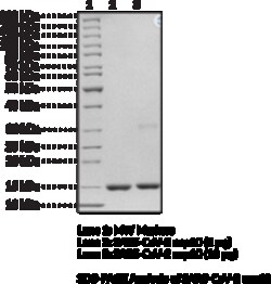 Cayman Chemical SARSCoV2 nsp10recombInt 500ug