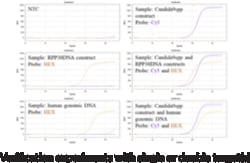 Cayman Chemical&nbsp;CndIda genus qPCR asy 1ea
