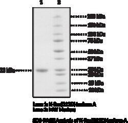 Cayman Chemical K-Ras Isoform AG12D mutnt100ug