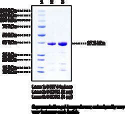 Cayman Chemical Malate Dehydrogenase 1humn