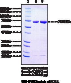Cayman Chemical ACSL1humnrecombIntaa 20ug
