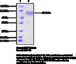 Cayman Chemical&nbsp;GLP-1RhumnrecombInta 100ug