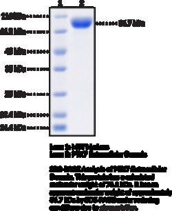 Cayman Chemical&nbsp;PTK7 EXrAClular DomaInhu 100ug