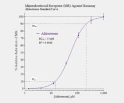 Cayman Chemical MInralocortIcoId Receptr BI 96