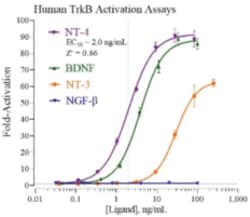 Cayman Chemical&nbsp;Humn TropomysIn RECPTR KIn 384