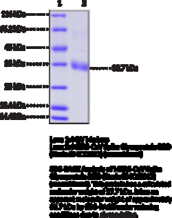 Cayman Chemical MRSCoV SpIke GlycoproteIn R