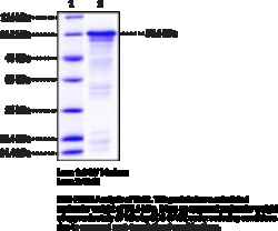 Cayman Chemical&nbsp;Hsf1humnrecombInt 100ug