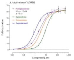 Cayman Chemical Humn Adrenoceptr Beta 1 Rep 96