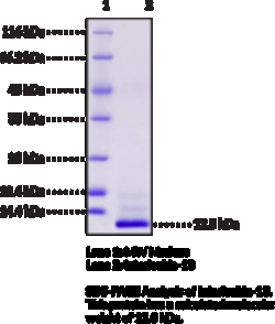 Cayman Chemical&nbsp;InterleukIn-13humnrecomb 100ug