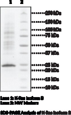 Cayman Chemical K-Ras Isoform BG12V mutnt100ug, Quantity: Each of 1