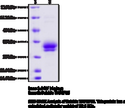 Cayman Chemical&nbsp;Soluble TNFSF15humnrecom 100ug