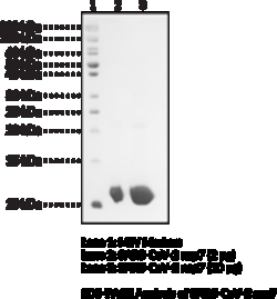 Cayman Chemical SARS-CoV-2 nsp7recombInt 100ug