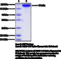 Cayman Chemical MRSCoV SpIke GlycoproteIn100ug