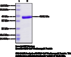 Cayman Chemical MRSCoV NucleocapsId ProteIn