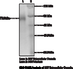 Cayman Chemical&nbsp;RET EXrAClular DomaInhum 10ug