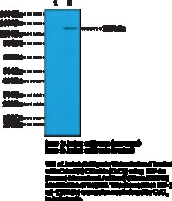 Cayman Chemical&nbsp;HIF-1ahumn Monclonal nt 100uL