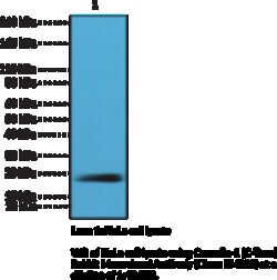 Cayman Chemical&nbsp;CaveolIn1CTRm RabbIt Mo 100uL