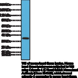Cayman Chemical&nbsp;CalponIn1CTRm RabbIt Mo 100uL