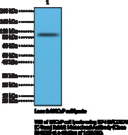 Cayman Chemical&nbsp;B7H3CD276CTerm RabbIt M 100uL