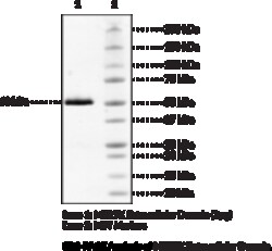 Cayman Chemical&nbsp;MRTK EXrAClular DomaInh 10ug
