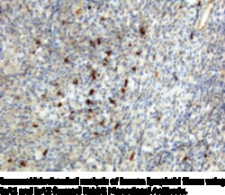 Cayman Chemical&nbsp;IgA1 nd IgA2humn RabbIt 100ug