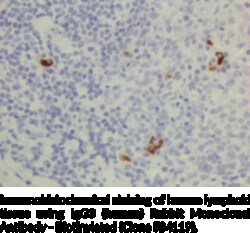 Cayman Chemical&nbsp;IgG3humn RabbIt Monclona 50ug