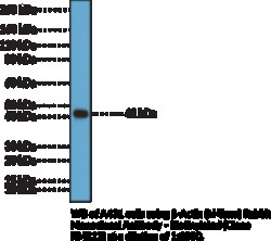Cayman Chemical&nbsp;-ActIn-Term RabbIt Monc 50uL
