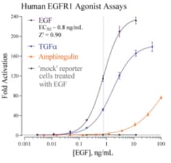 Cayman Chemical Humn EpIDrmal Growth Factr 384