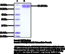 Cayman Chemical&nbsp;PDGFRCD140b EXrAClular D 100ug
