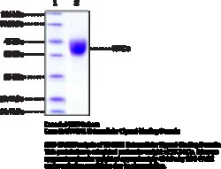 Cayman Chemical&nbsp;IFNGR1 EXrAClular LIgndb 100ug