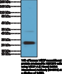 Cayman Chemical&nbsp;VEGFACTerm RabbIt Moncl 100uL